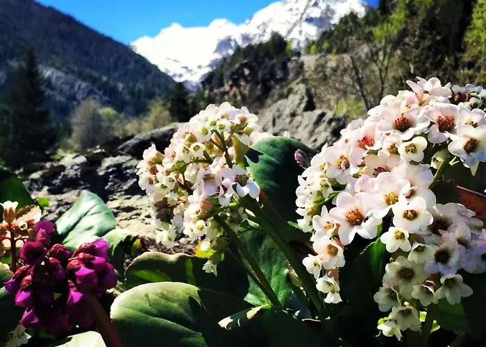 Lo Djoua De Toueno 3* أرفيير